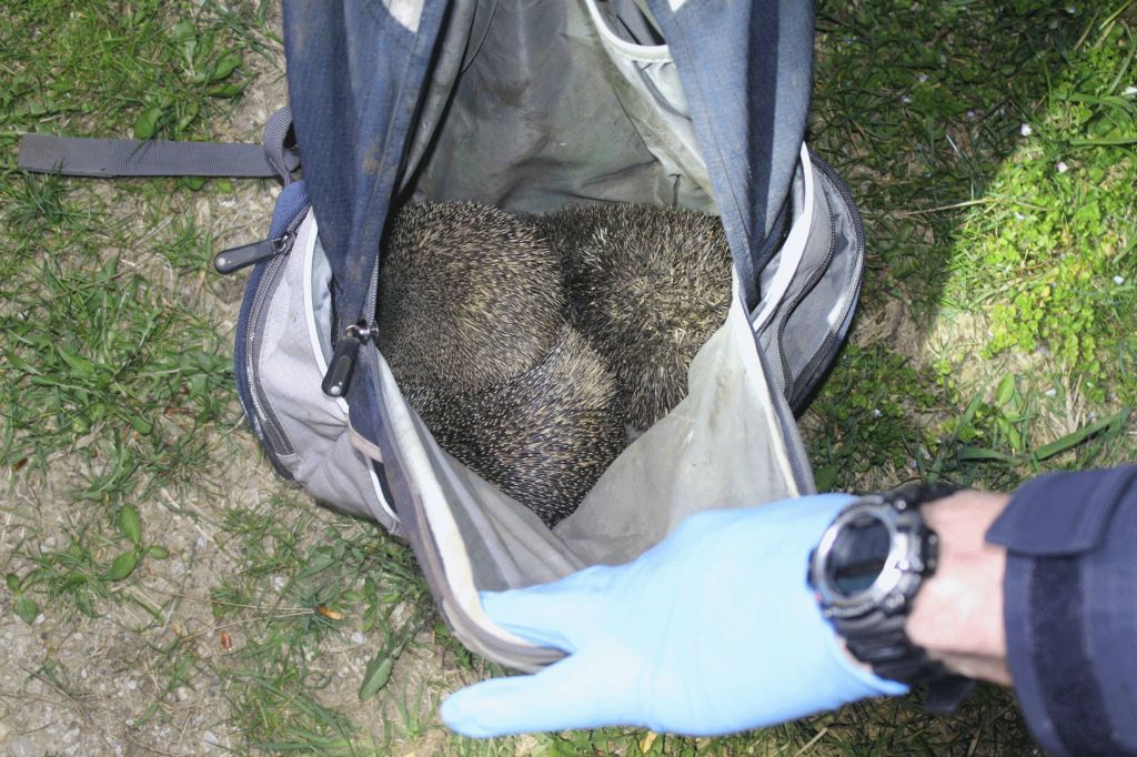 FOTO: Lovili so ježe, policisti so jih rešili