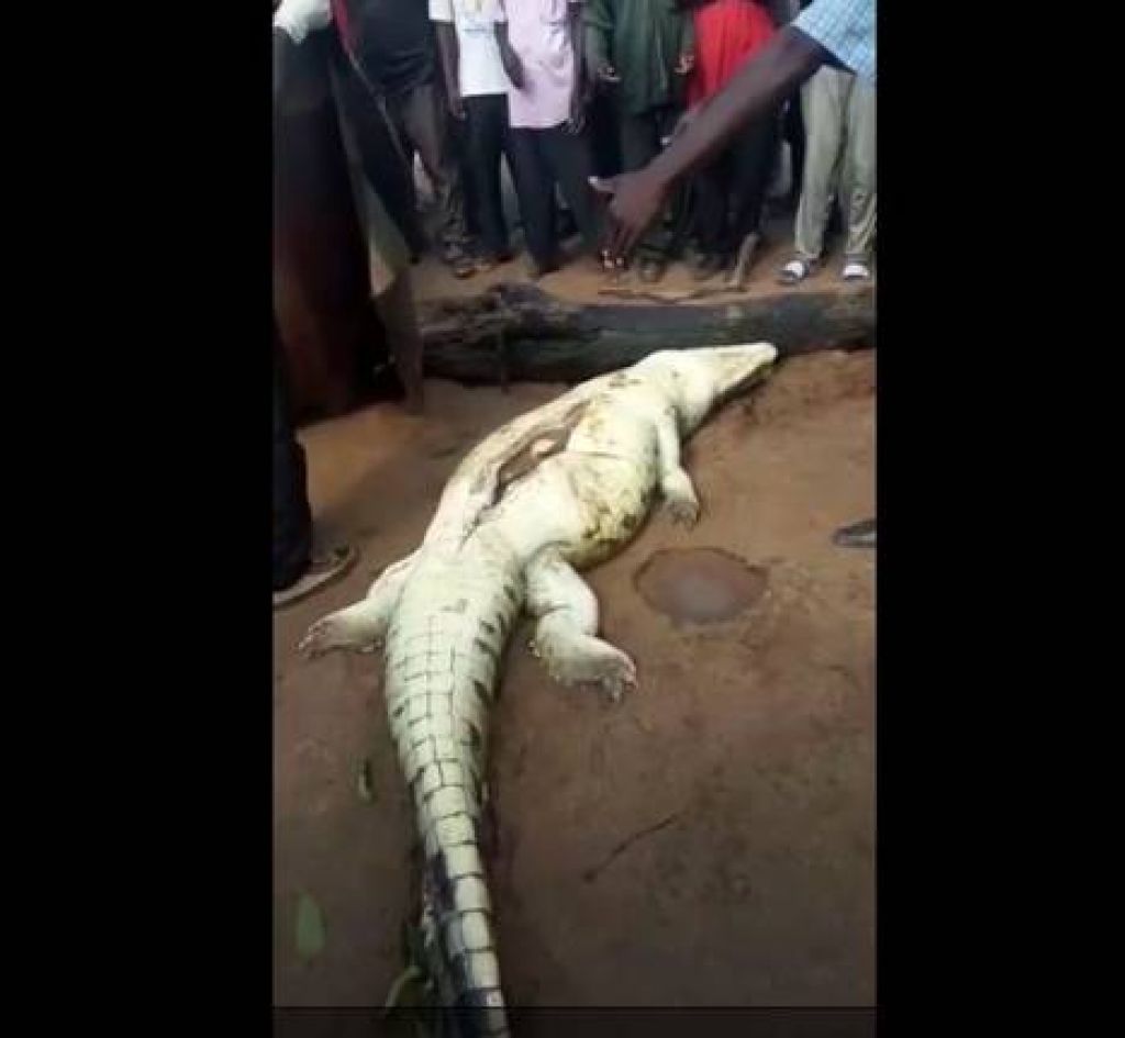 VIDEO: Zgroženi vaščani v želodcu krokodila našli ostanke 8-letnika