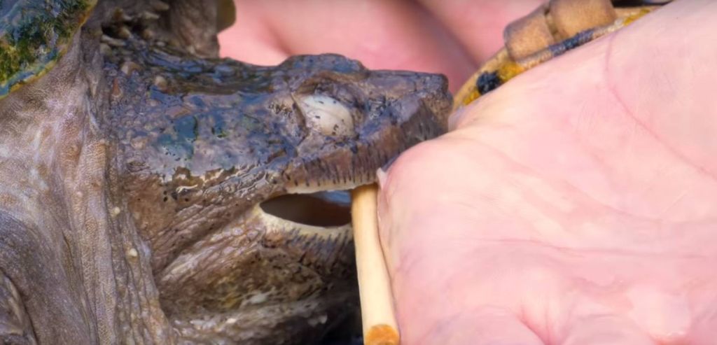 VIDEO: Želva, kot so jo videli v Mariboru, ga je ugriznila v roko