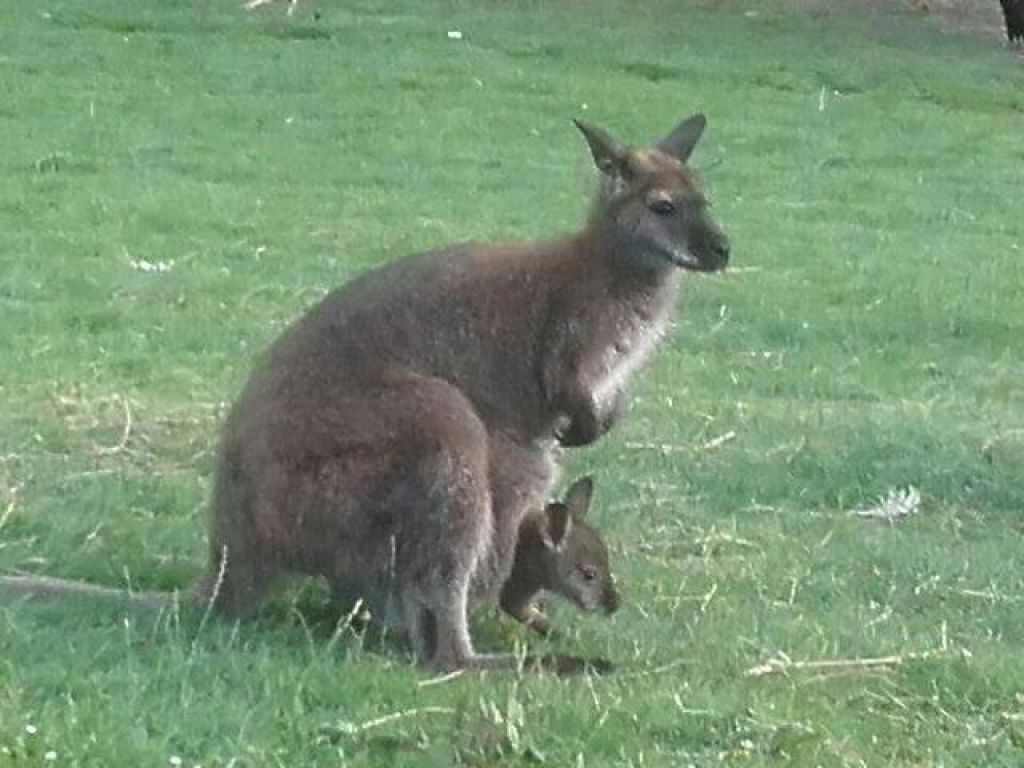 FOTO: Saj ni res, pa je! Sredi dolenjskih vinogradov lovili tega kengurujčka
